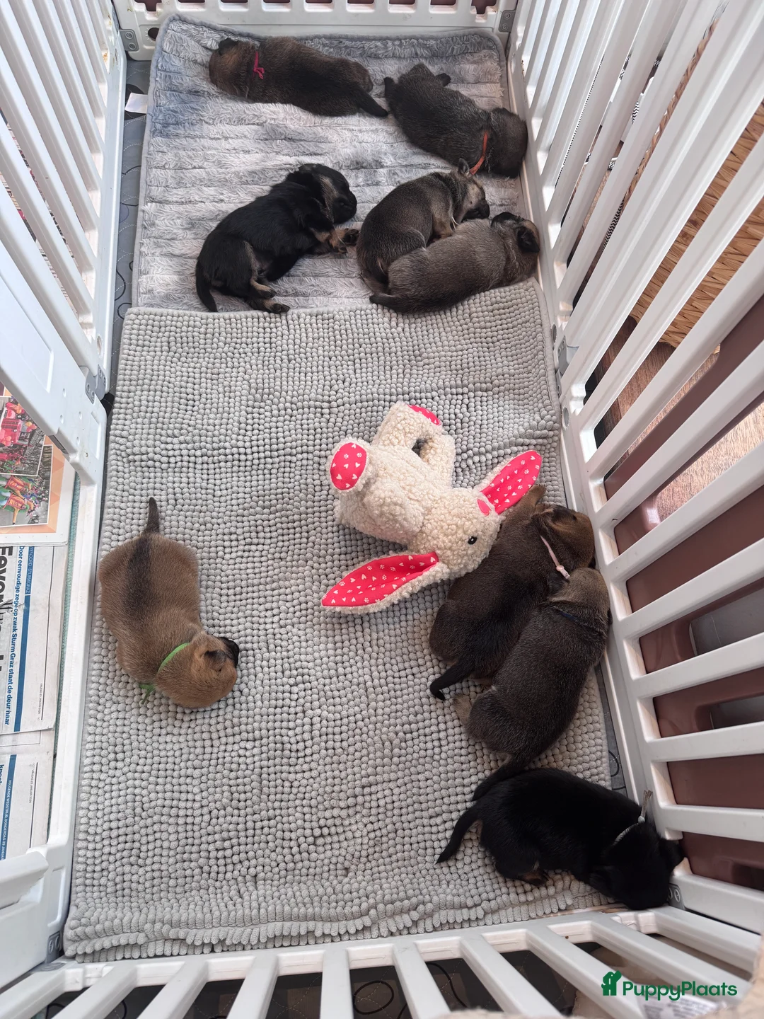 Retromops honden te koop: Mooie retromops pups - Advertentie 2