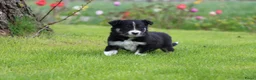 Border Collie honden te koop: Border collie pup - Advertentie 4