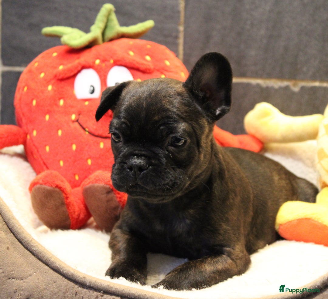 Franse Bulldog honden te koop: Franse Bulldog pups - Advertentie 13