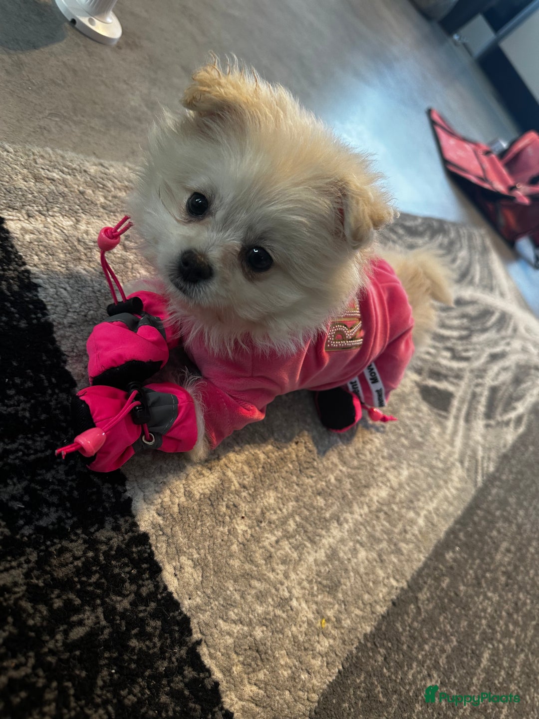 Nederlandse Schapendoes honden te koop: Boomer/pomeranian breed  - Afbeelding 7