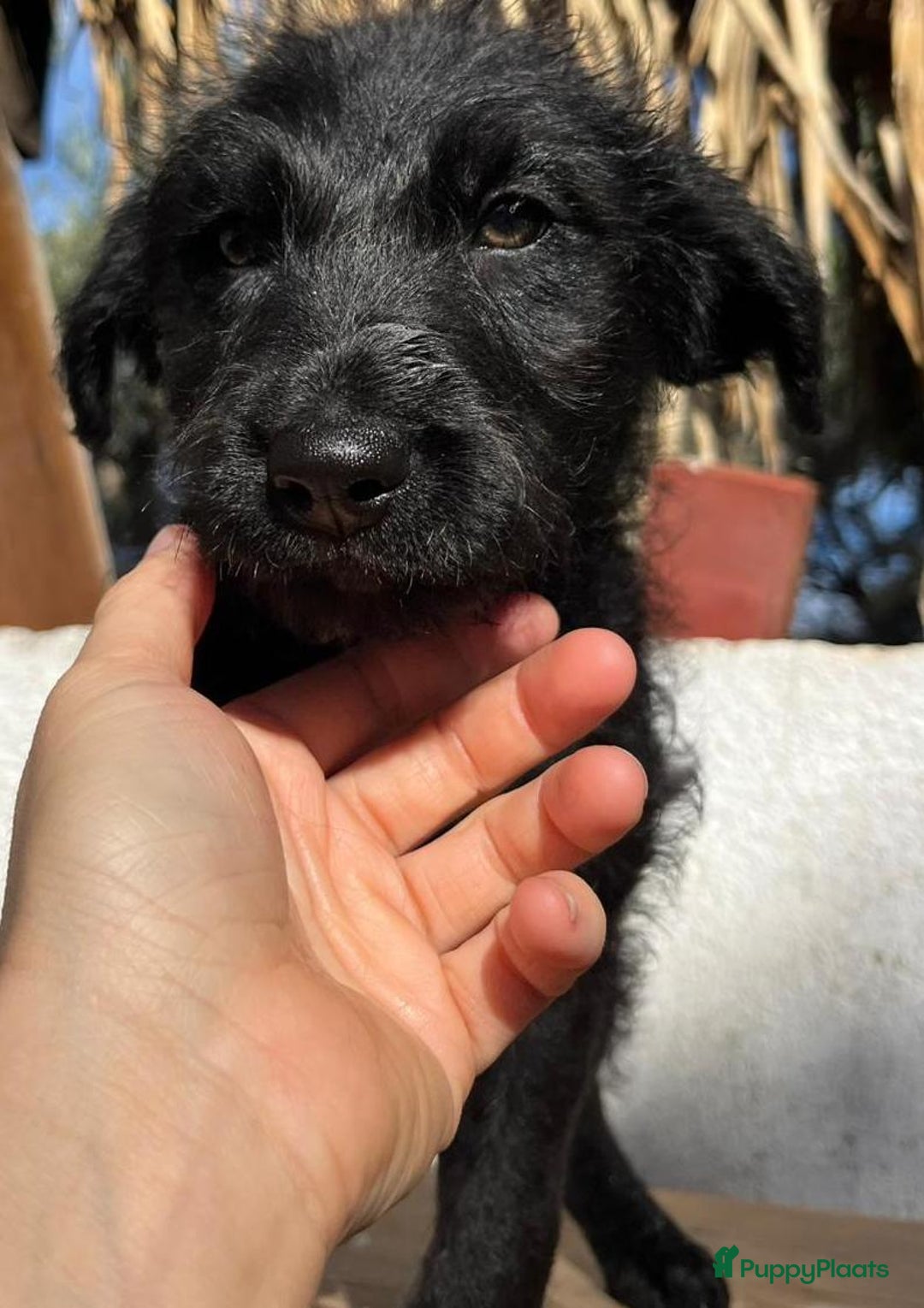 Kruising honden ter adoptie: goedele deze lieve knappe dame wacht op jouw  - Advertentie 7