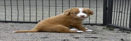 Nova Scotia Duck Tolling Retriever honden te koop: Nova Scotia Duck Tolling Retriever pups # Toller - Advertentie 11