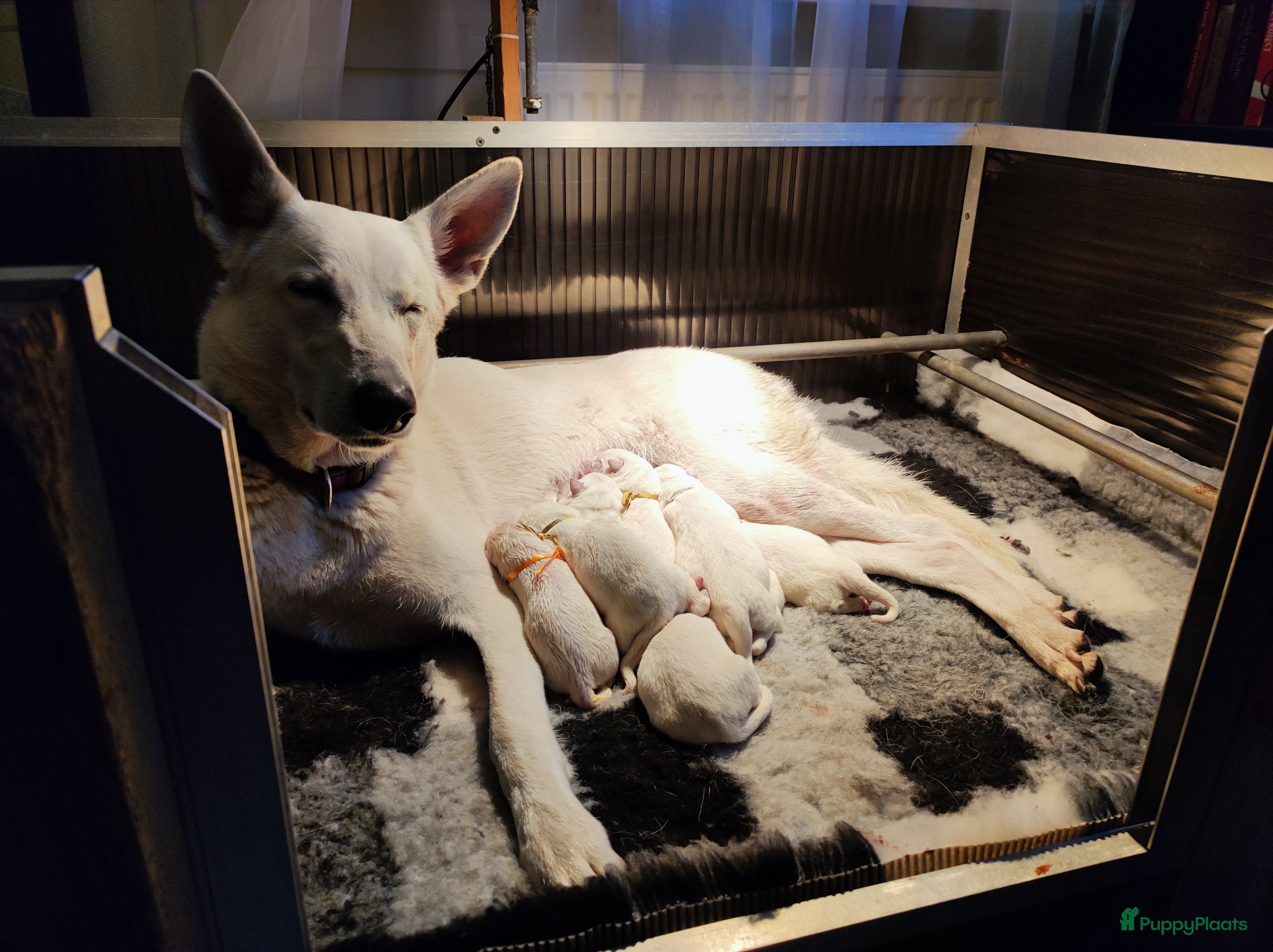 Zwitserse Witte Herdershond honden Zwitserse Witte Herder pups verwacht in februari - Advertentie 2