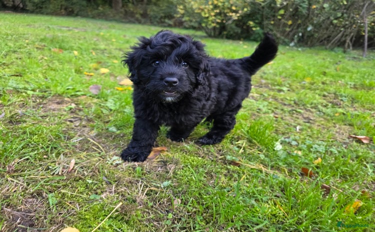 Bernedoodle honden - Advertentie 2