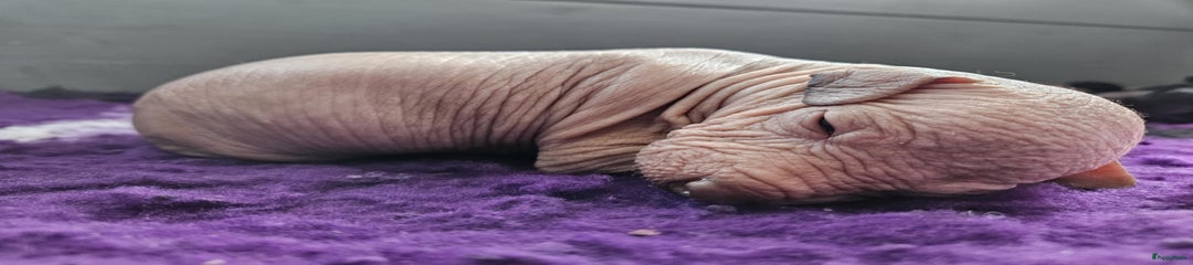 Reutje Hairless