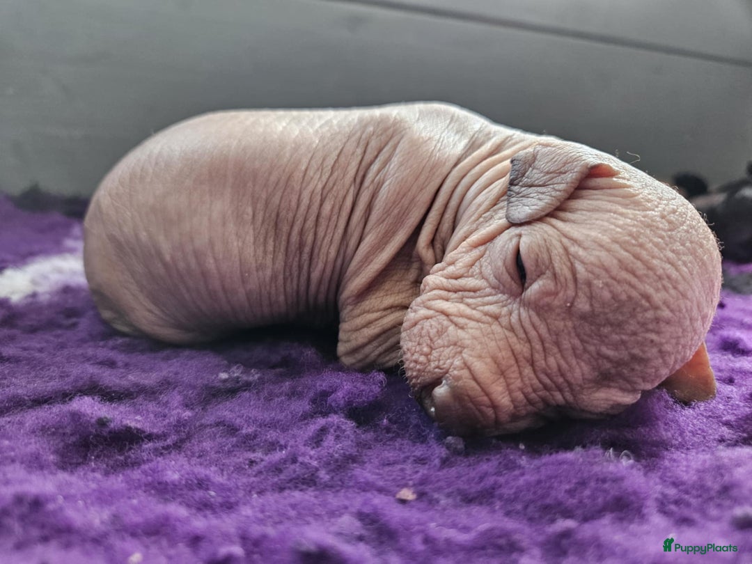 Mexicaanse Naakthond honden te koop: Mexicaanse Naakthond Miniatuur, Xolo, met vacht - Afbeelding 5