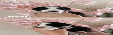 Bernedoodle 1