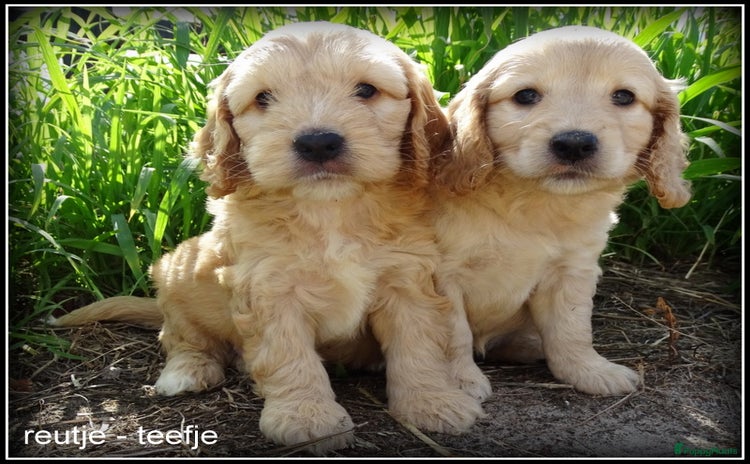 Cockapoo honden - Advertentie 3