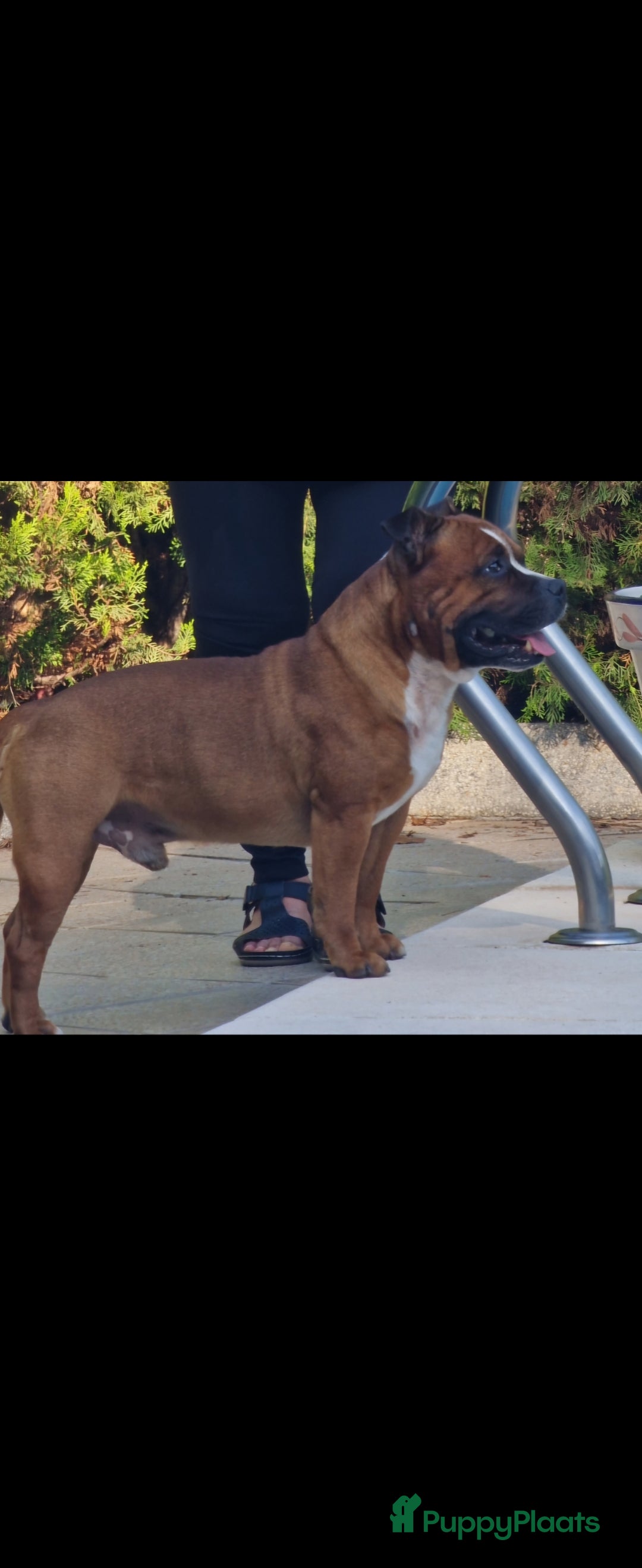 Kruising honden Eenmalig  engelse staff en lagotto romagnolo mix  - Advertentie 2