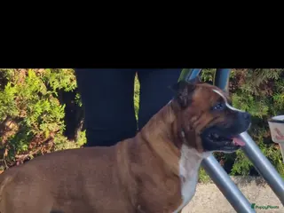 Kruising honden Eenmalig engelse staff en lagotto romagnolo mix - Advertentie 2