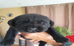 Labrador Retriever honden te koop: 3 zwarte  labrador pups reutjes  in Weert - Afbeelding 7