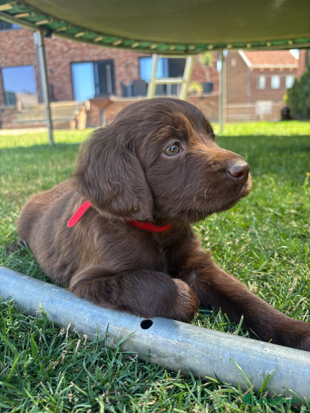 Duitse Staande Hond Langhaar honden te koop: Duitse staande langhaar pups  in Maastricht - Afbeelding 25
