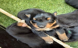 Berner Sennenhond honden te koop: Berner Sennen x Appenzeller pups te koop - Afbeelding 3