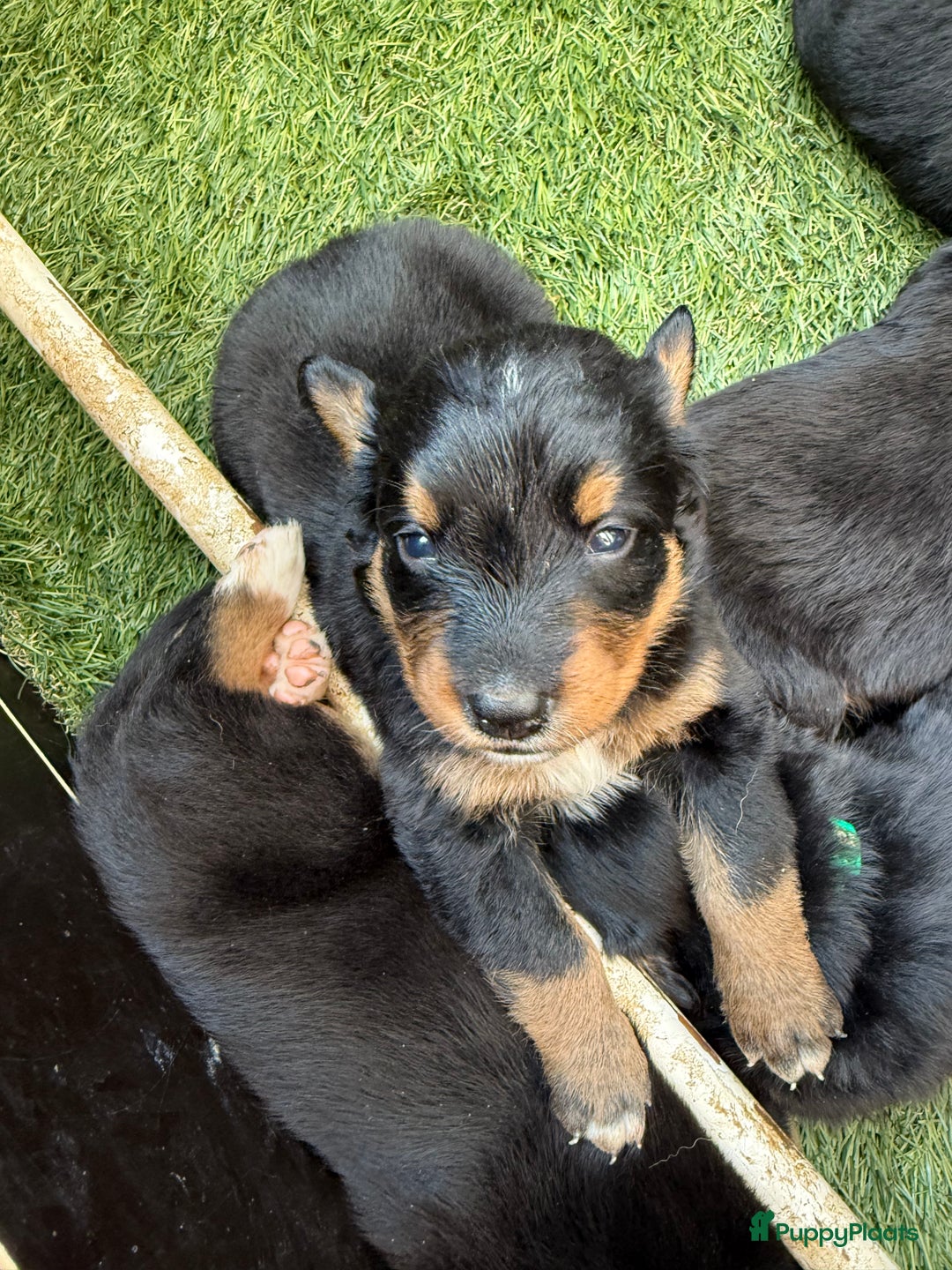 Berner Sennenhond honden te koop: Berner Sennen x Appenzeller pups te koop - Afbeelding 3