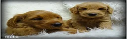 Labradoodle honden te koop: Labradoodle F4 pups medium. - Advertentie 12
