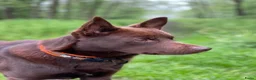 Australian Kelpie honden te koop: Mooie Australian Kelpie pups - Advertentie 16