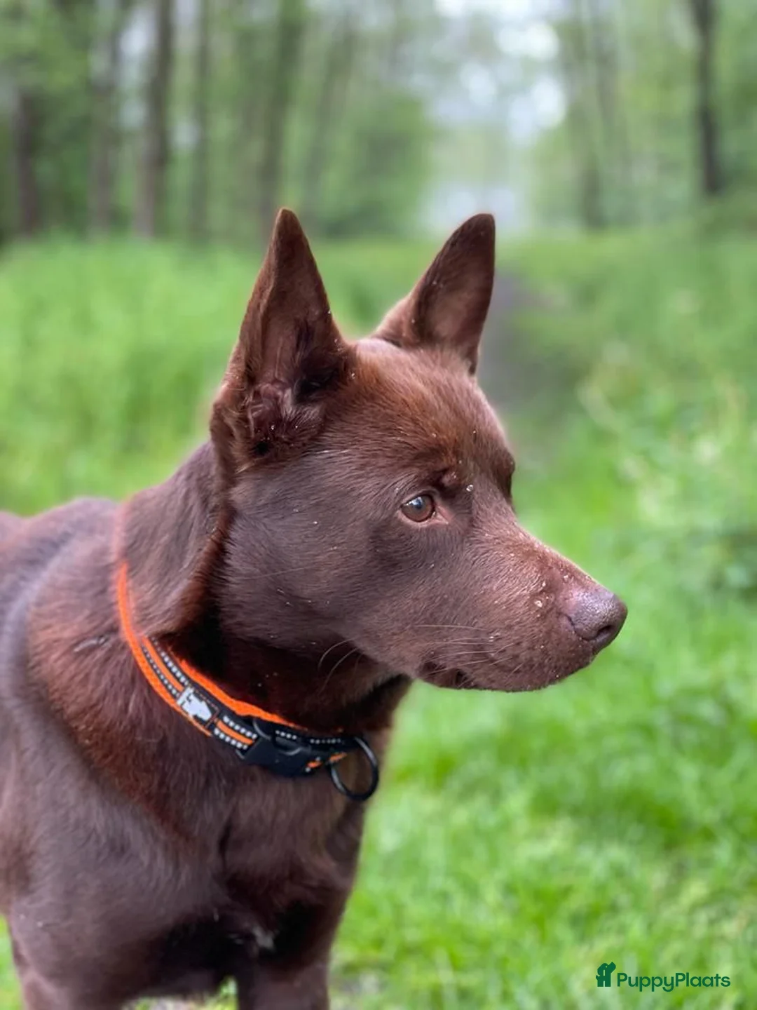 Australian Kelpie honden te koop: Mooie Australian Kelpie pups - Advertentie 16