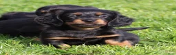 Teckel (langhaar) honden te koop: Teckel pups Black& tan langhaar - Advertentie 7