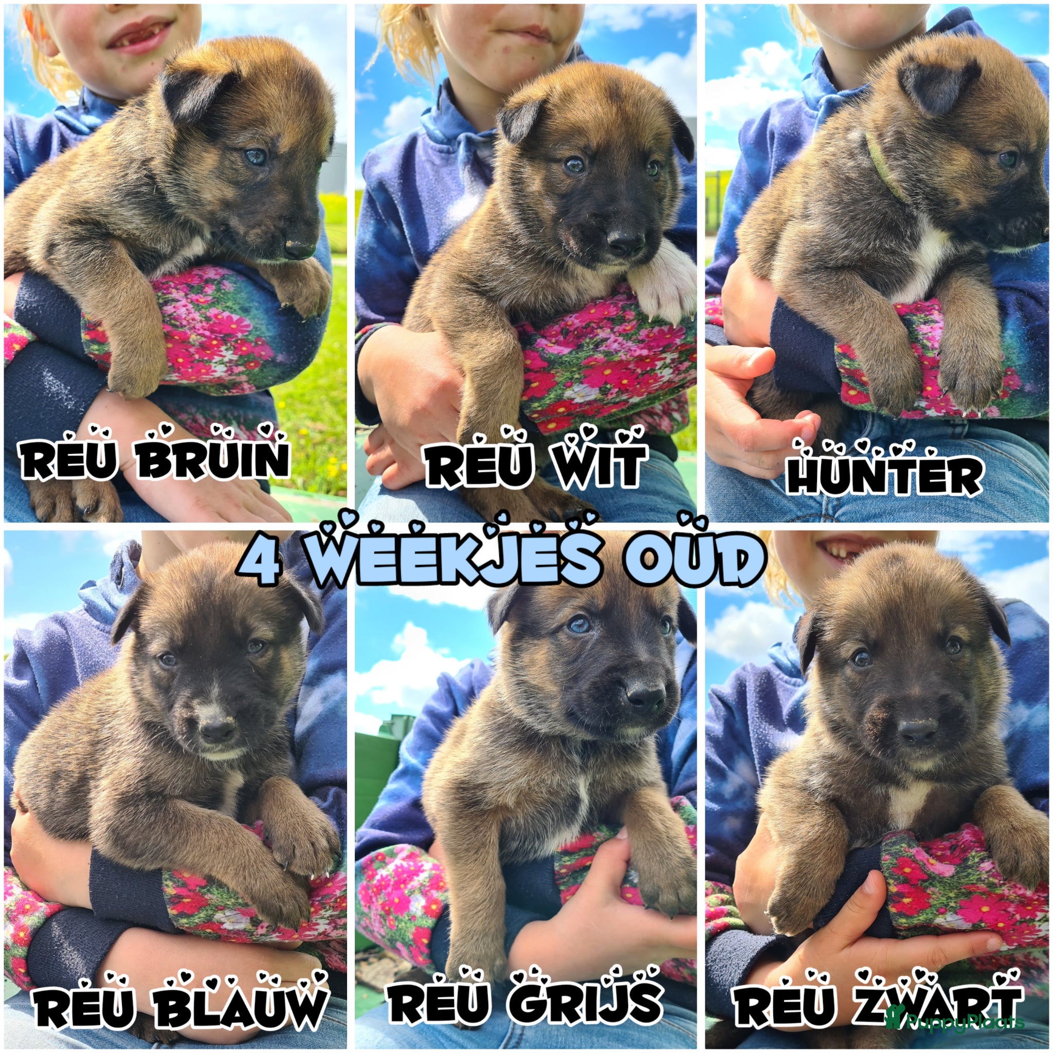 Kruising honden Prachtige Border Collie x Mechelse Herder pups. F1 - Advertentie 1