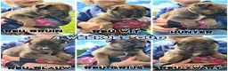 Kruising honden te koop: Prachtige Border Collie x Mechelse Herder pups. F1 - Advertentie 1