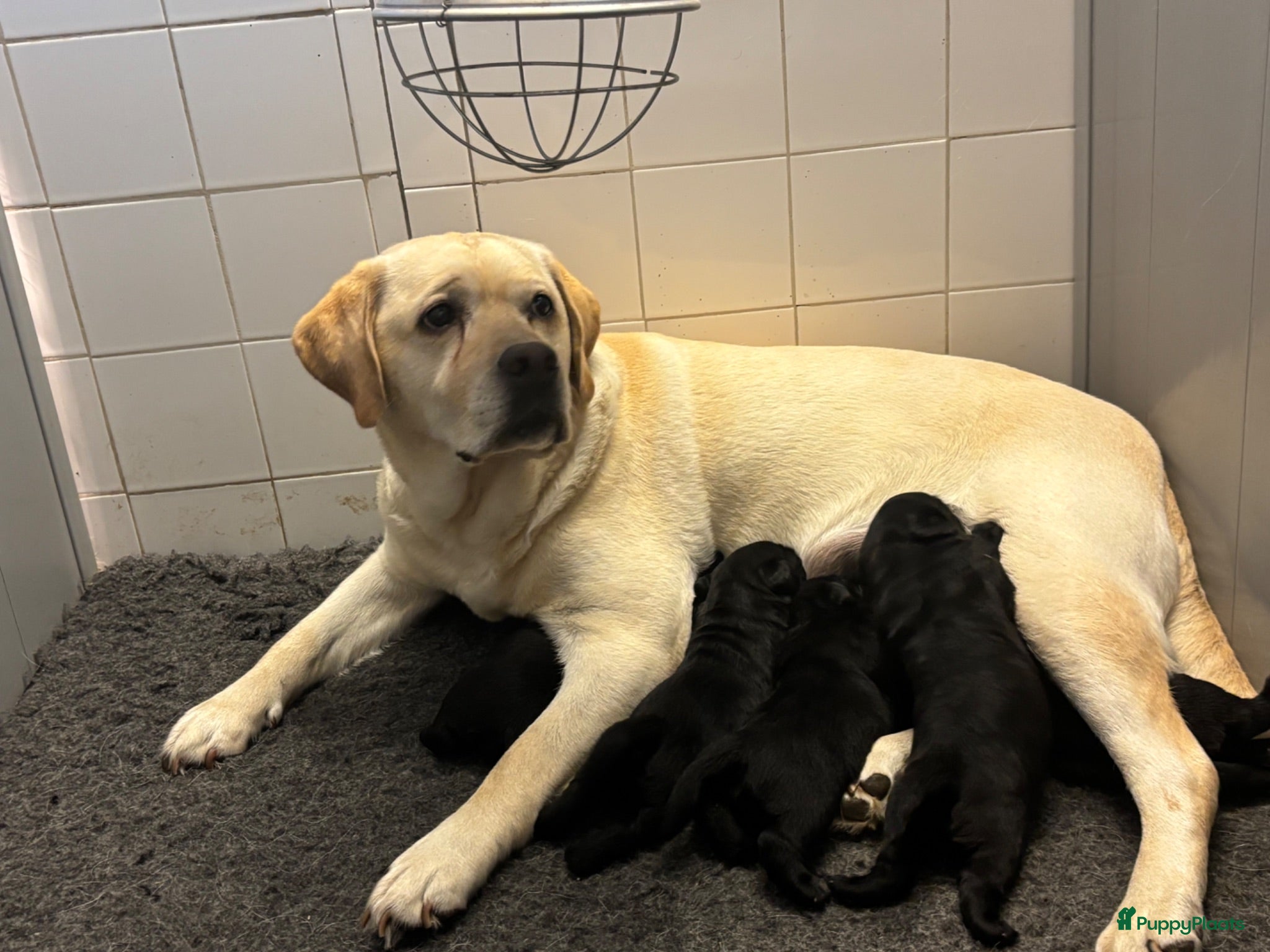 Labrador Retriever honden te koop: Zwarte Labrador pups  - Advertentie 2