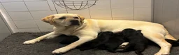 Labrador Retriever honden te koop: Zwarte Labrador pups  - Advertentie 1