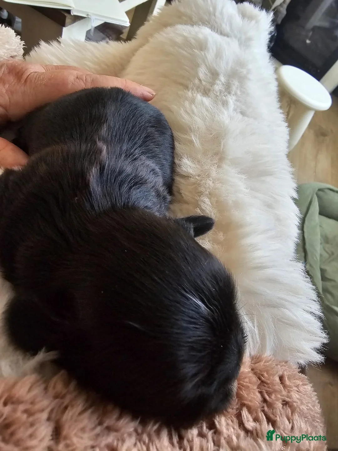 Kruising honden te koop: Boomer pups - Advertentie 13