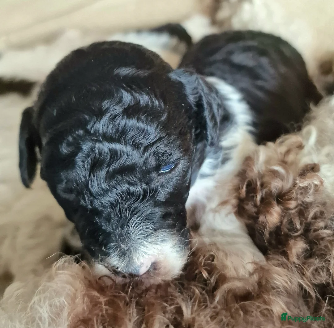 Poedel honden te koop: Middenslag Harlekijn Poedelpups! - Advertentie 5