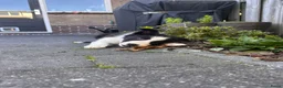 Border Collie honden te koop: Bordercollie Puppy - Advertentie 3