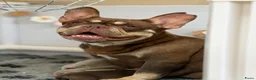 Franse Bulldog honden te koop: Mooie Franse Bulldog pups - Advertentie 1
