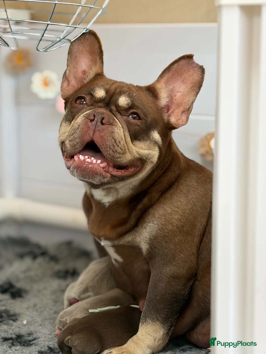 Franse Bulldog honden te koop: Mooie Franse Bulldog pups - Advertentie 1