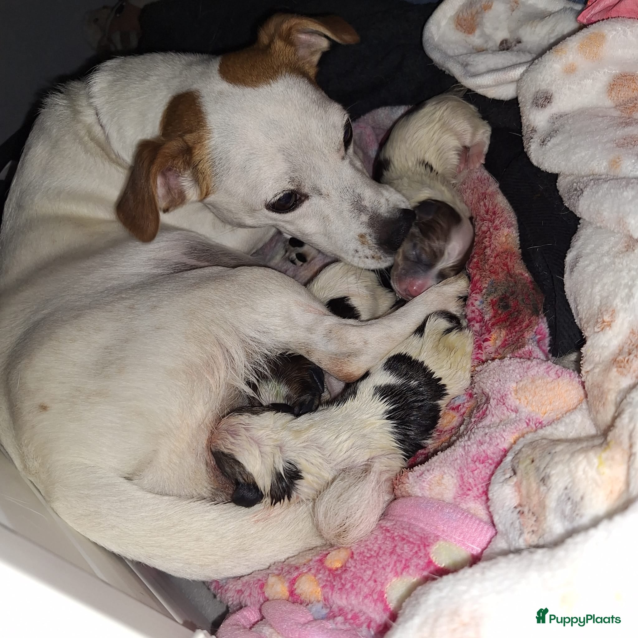 Jack Russel Terriër honden Mooie jack russel pups te koop - Advertentie 1
