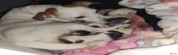 Jack Russel Terriër honden te koop: Mooie jack russel pups te koop - Advertentie 1