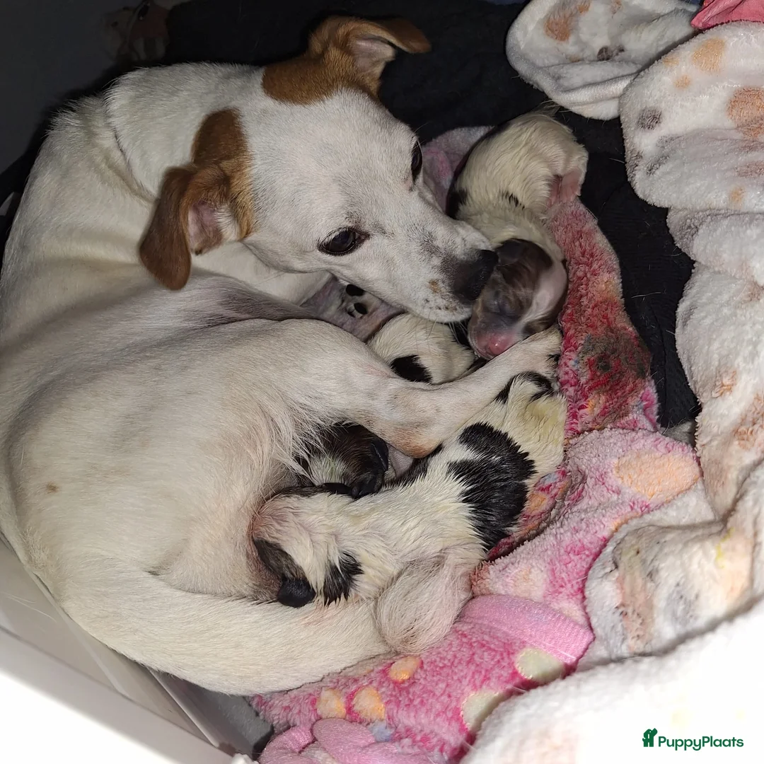Jack Russel Terriër honden te koop: Mooie jack russel pups te koop - Advertentie 1