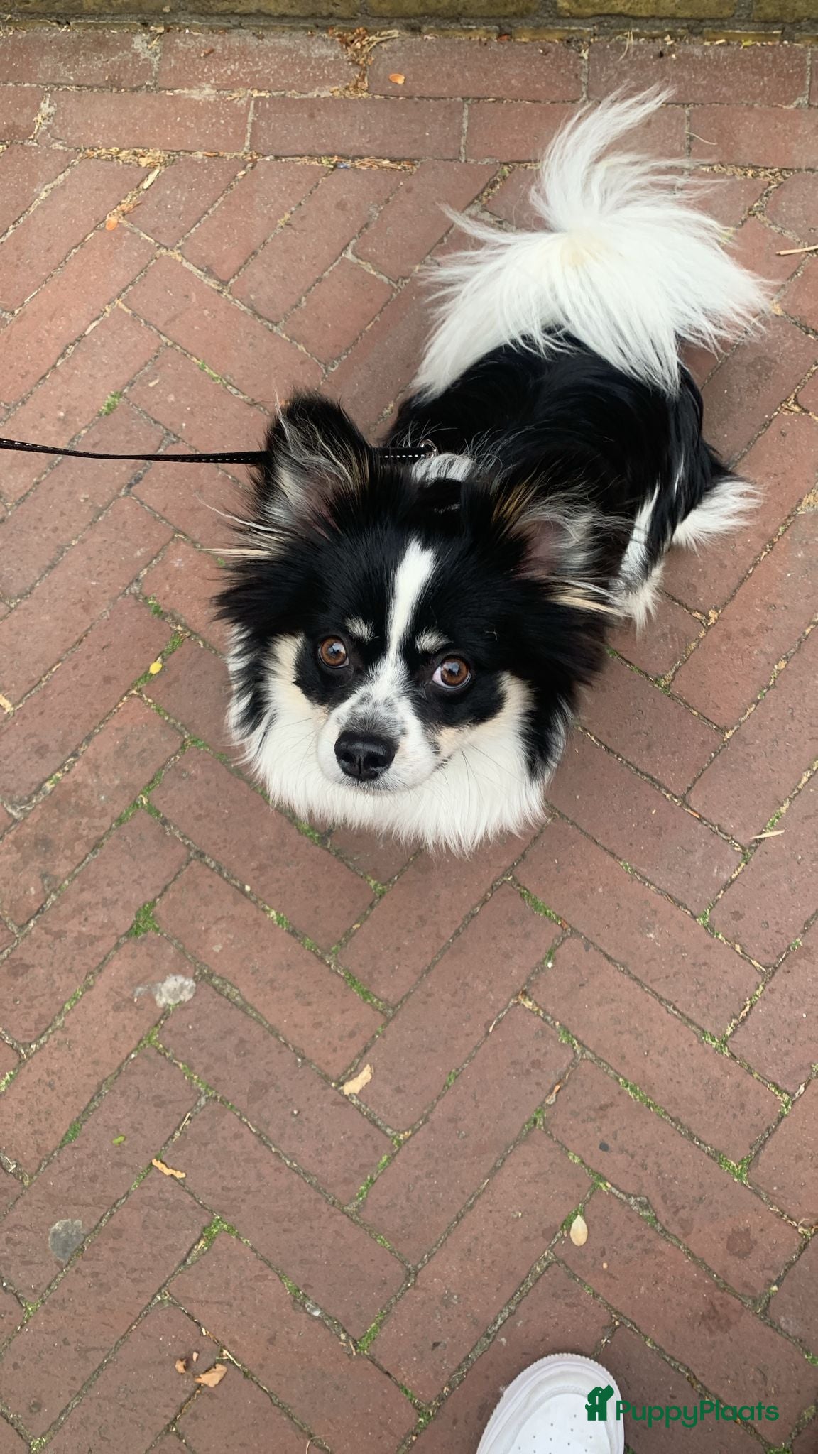 Pomeriaan honden te koop: Buddy in Leeuwarden - Advertentie 2