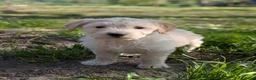 Goldendoodle honden te koop: Goldendoodle pups  - Advertentie 2