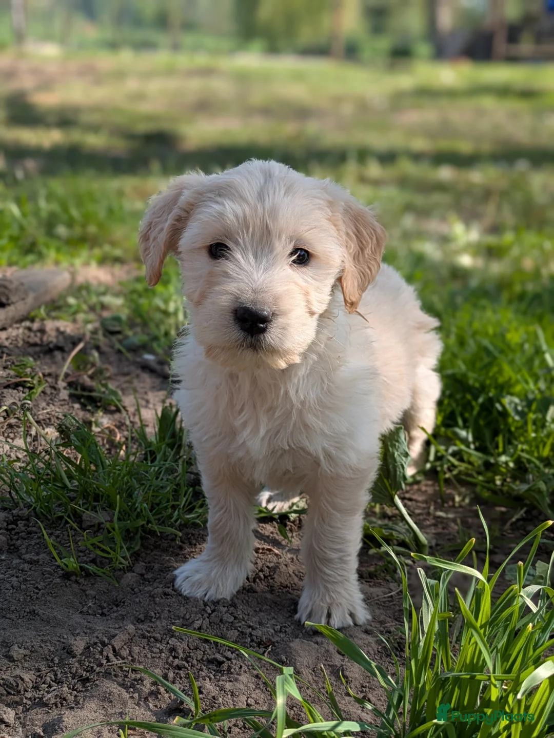 Goldendoodle honden te koop: Goldendoodle pups  - Advertentie 2