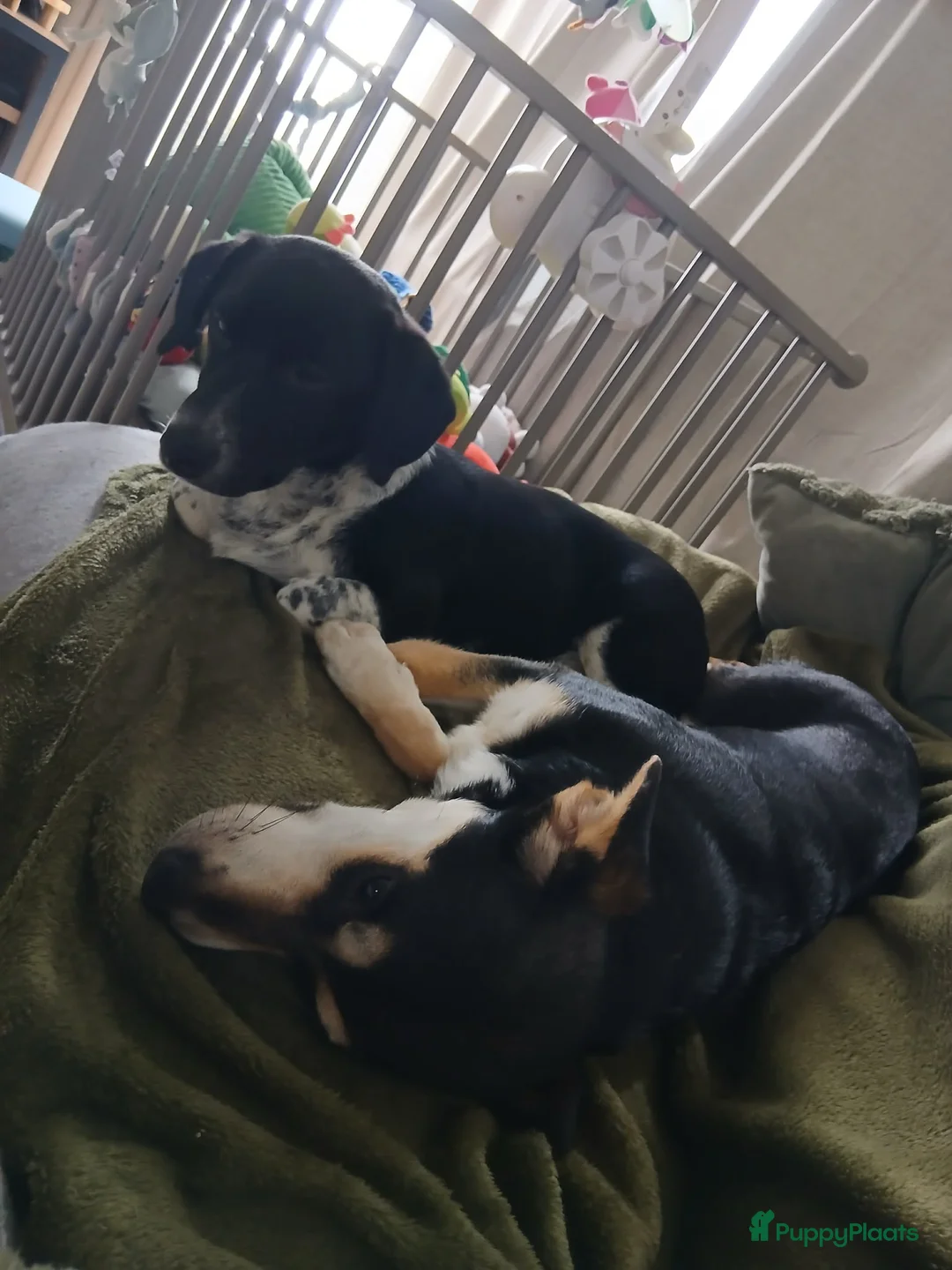 Kruising honden ter adoptie: Te koop kruising - Advertentie 1