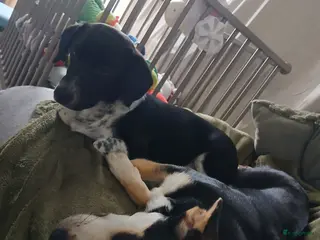 Kruising honden Te koop kruising - Advertentie 1