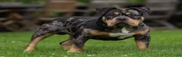 Amerikaanse Bully honden ter dekking: American Bully pocket dekreu - Advertentie 5