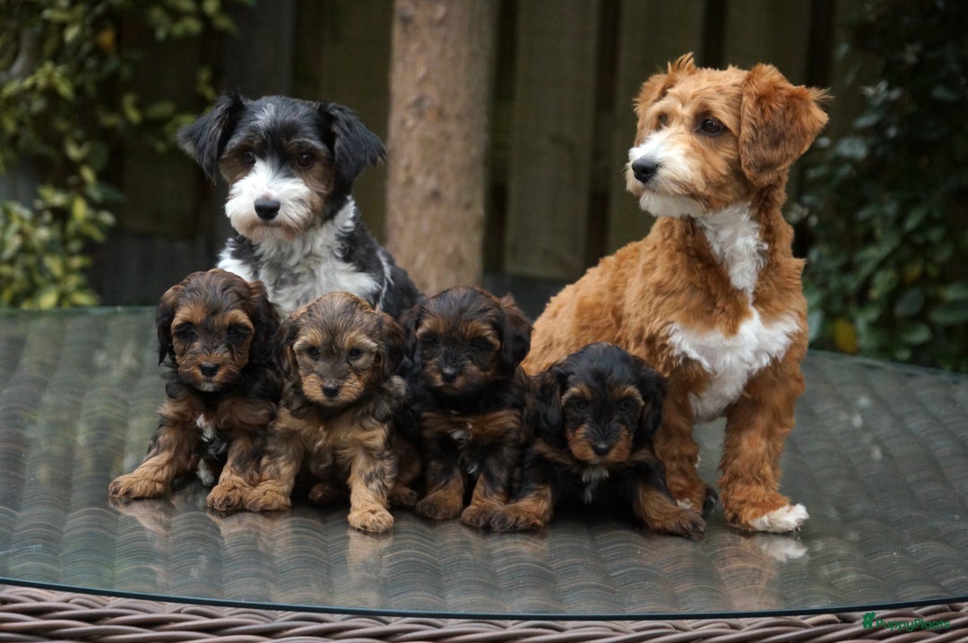 Maltipoo honden ter dekking: Dekreutje maltipoo, sjefke niet te koop. - Advertentie 9