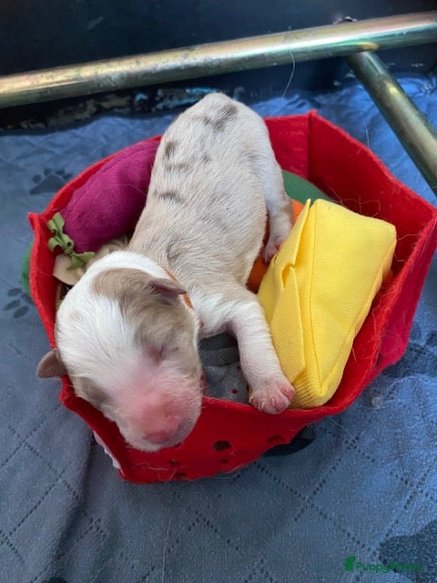 Border Collie honden gouden mandje gezocht voor onze puppy's - Advertentie 2