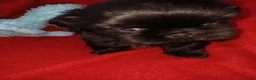 Shih Tzu honden te koop: Lieve leuke raszuiver shih tzu pups - Advertentie 19