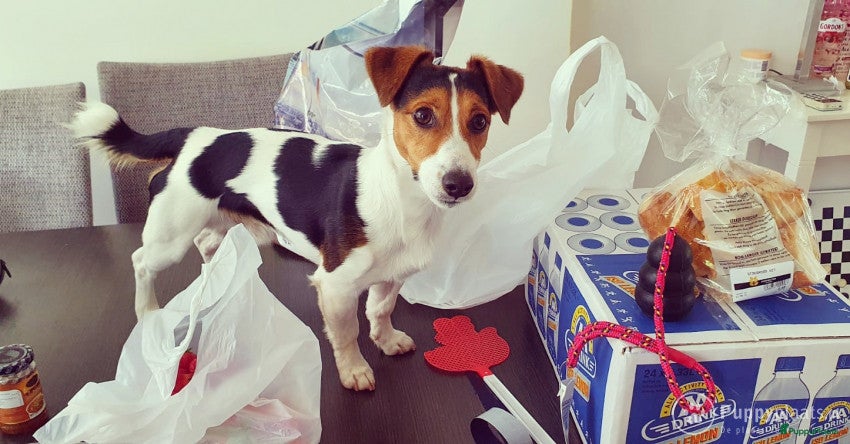 Jack Russel Terriër honden Jack russell ervaren dekreu in Amsterdam - Advertentie 2