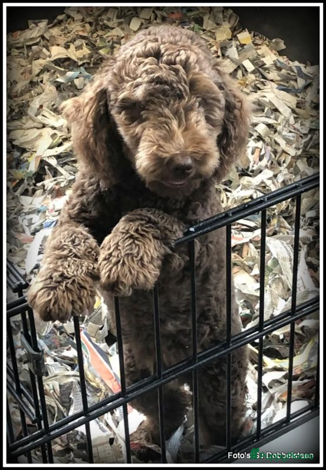 Kruising honden te koop: Boompoo F1b pup Boomer x Poedel teefje - Advertentie 4
