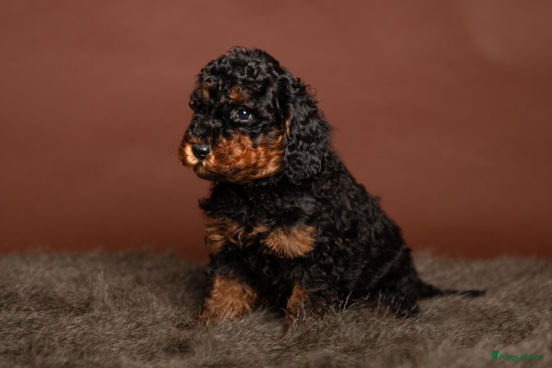 Dwergpoedel honden te koop: Dwerg (Toy) FCI stamboom, ouders volledig getest  - Advertentie 3