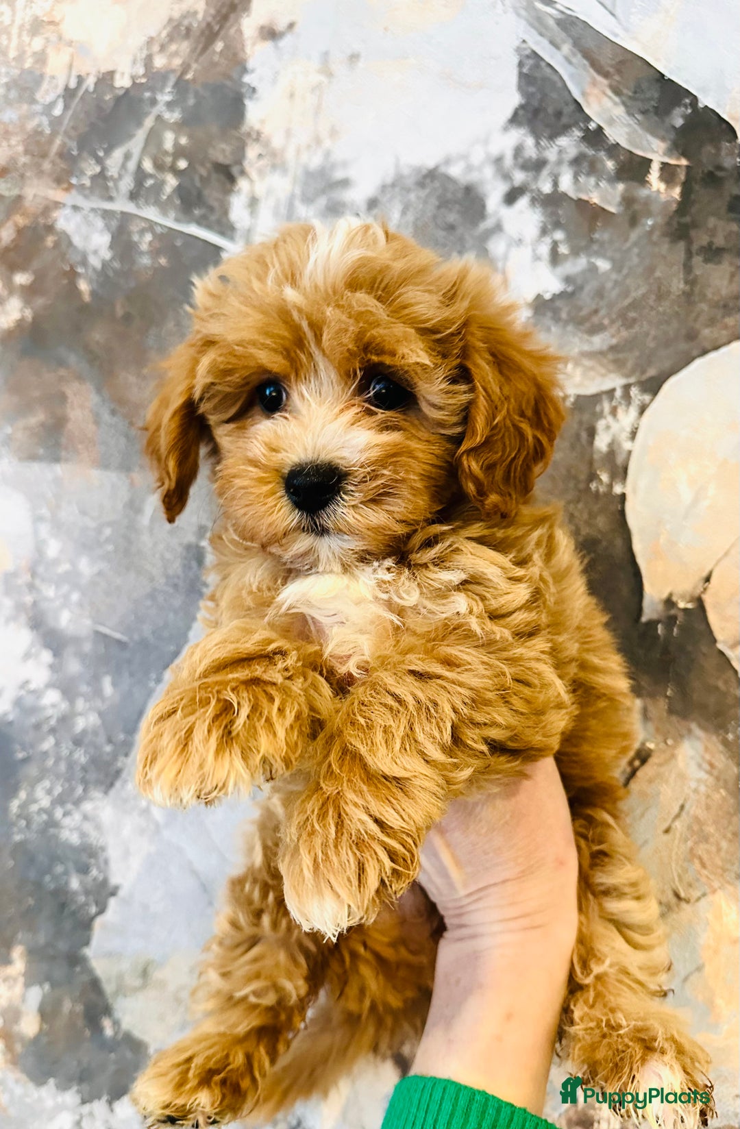 Maltipoo honden te koop: Bijzonder mooie maltipoo pups kunnen bijna weg - Advertentie 3