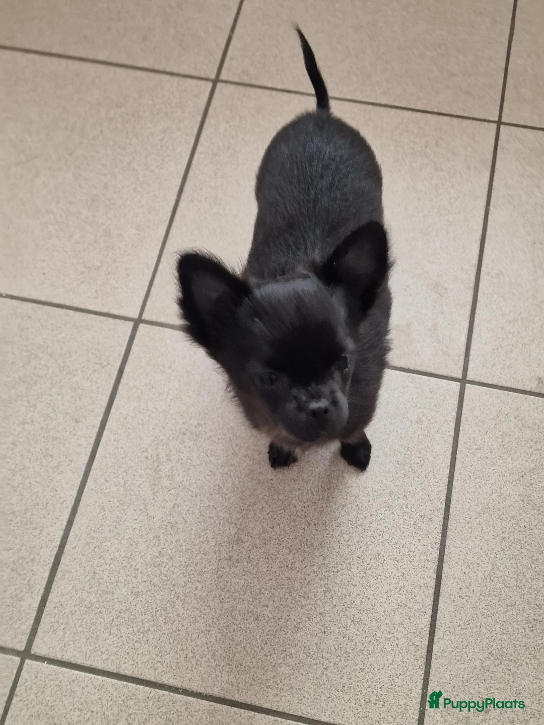 Pomchi honden te koop: Pomchi teefje - Advertentie 2