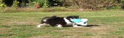 Schotse Herdershond langhaar honden te koop: Schotse Collie pup  - Advertentie 5