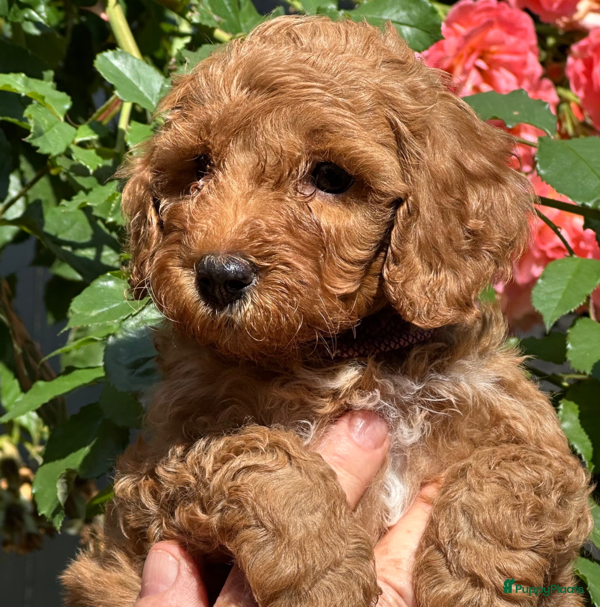 Kruising honden Mini Labradoodle  - Advertentie 2